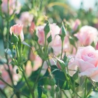 你睡觉的兄弟约翰英语儿歌,小萝莉叫婴儿宝宝