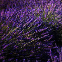 女子独自一人居住山中,环境恶劣,很像恐怖片!