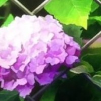 太过短暂的生命