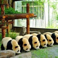 《最炫民族风 小苹果》凤凰传奇 筷子兄弟同台