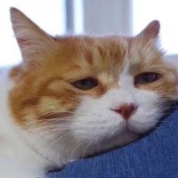 崔秉亮小崔采取窝饵分家的方法 擒获大青鱼