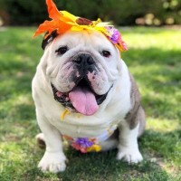 迷你世界:花花用什么给阿甘的瓜田浇水,让阿甘