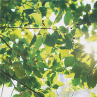 刘亦菲探班同学亲密合影 刘亦菲镂空裙比V 反