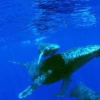 韩国最穷38岁女吃播,天天大口塞泡菜