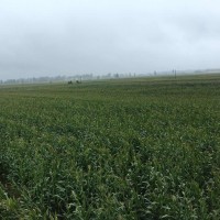 王源写情书表白王俊凯,你们是认真的吗?初吻就