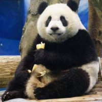 国外百万点击的中国搞笑视频评论翻译:中国人