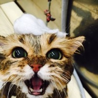 battle trip:周洁琼带韩国朋友参观中国的母校,亲