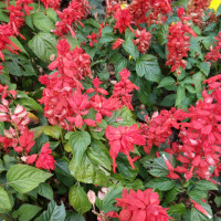 巴基斯坦妹子深藏不漏?面纱下的五官,竟比俄