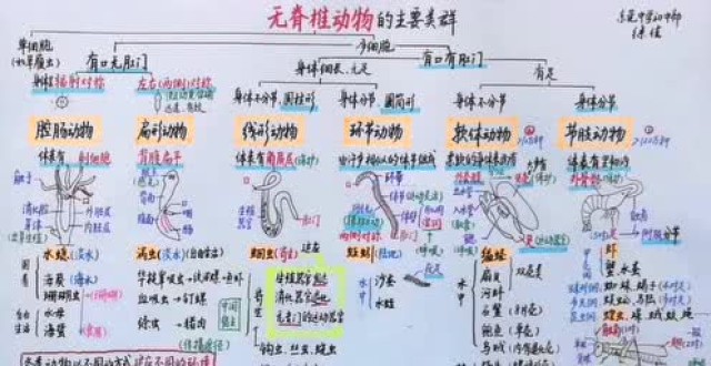 七分钟思维导图复习无脊椎动物的主要类群