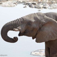 阿伟已经死了,这句经典台词出自这部影片