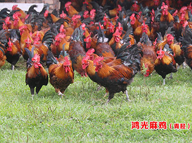 企鹅口碑·2018岭南十佳品质国鸡