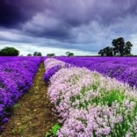 挤痘视频:美女医生用针挑出患者的黑头粉刺,真