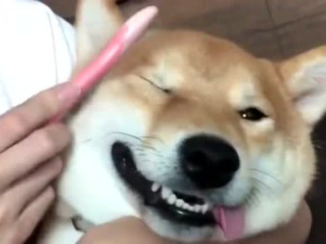 女主人给柴犬梳头,柴犬的表现太逗了!