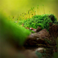 天津市的网红大爷唱《路灯下的小姑娘》,众路