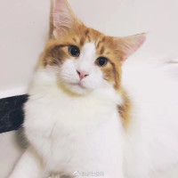 易烊千玺生日会粉丝合唱应援曲《到远方》,超