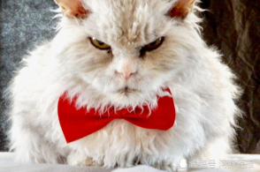 主人买来仿真模型玩具,猫咪见到以后的反应瞬间让主人尴尬了