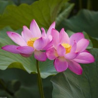 莲华阿弥陀佛在心间