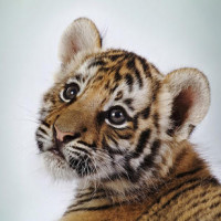 2019年北京春晚小品相声冯巩、贾旭明等相声