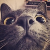 金毛犬吃芥末花生,整个狗狗都不好了