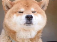 萌宠