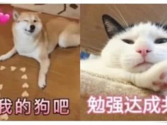 qq上情侣间的沙雕表情包,一定要像个法子把哥哥骗到我床上