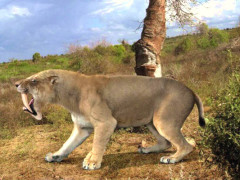 犬科动物实力排名前十图片_纵览新闻