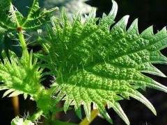 这种"火麻草",农村人遇到绕着走,殊不知是贵重的"百草之王"