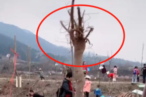 ѧУ��֯����ֲ�������������һ����������Ц�磺���ߵ��Ĳ�