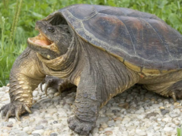为什么乌龟是长寿的象征,它体内究竟有什么秘密?今天可算搞清楚了
