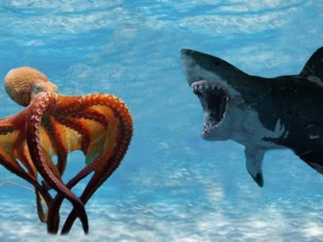 巨型章鱼捕捉鲨鱼,捕食过程被拍到,真是大开眼界