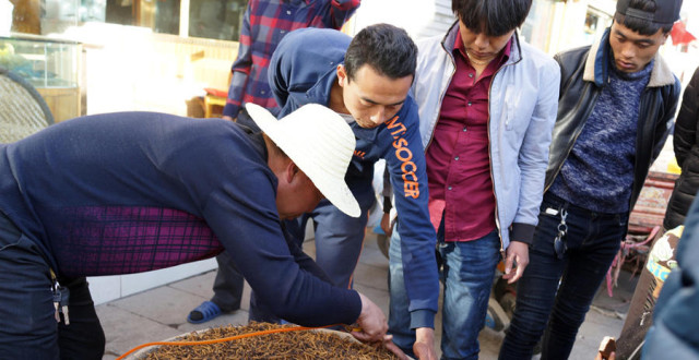 虫草有多贵？价格最高20万一斤