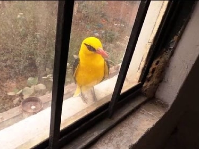 小鸟玩够了想回家,主人却不开窗,结果小鸟着急用头撞玻璃
