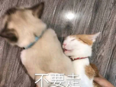 超奶思小奶猫表情包:咋肥四捏?甜甜的我属于你!再看我就亲你!