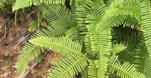 农村山上这种草,很多人当杂草铲除,其实是价值高的名贵草药