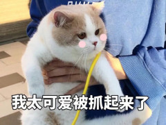 直男都无法拒绝的"喵喵"表情包,您的小可爱已上线,快来聊天吧