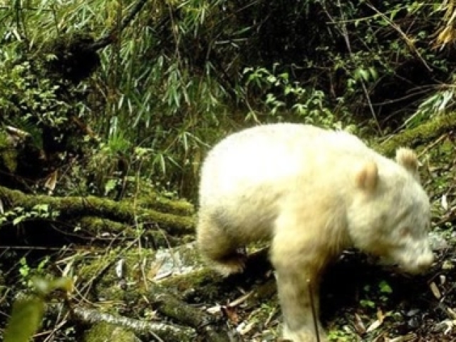 四川卧龙发现全球首例白色大熊猫,网友:一看就是不熬夜的乖宝宝