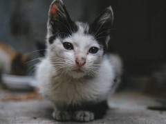 猫病科普 隐球菌病 为猫常见真菌病 鸽子粪便为感染源之一
