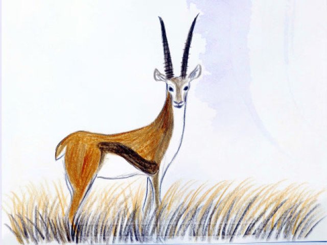 彩铅画:羚羊,大草原中奔跑的精灵小羊