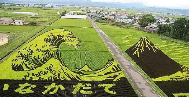 农业也能玩出"花样",日本观光农业总有哪一点能吸引我们的眼球