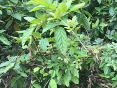 一种传统的活血补血中药,客家人称为"老人筋藤",有没有认识的