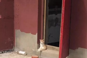 小橘猫坐在门口,翘首以盼盯着远方,网友:像极了爱情