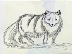 水笔画:北极雪地里的长尾巴小精灵,北极狐