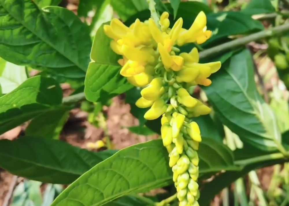 植物,农村,黄花倒水莲,倒吊黄,吊黄