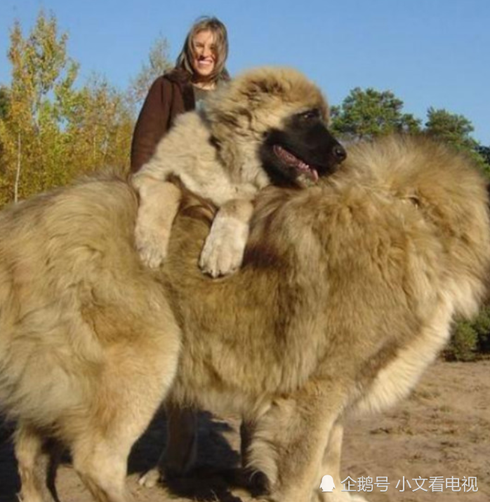 天生好斗的犬种,就连同样凶猛的藏獒遇上它也无任何胜算