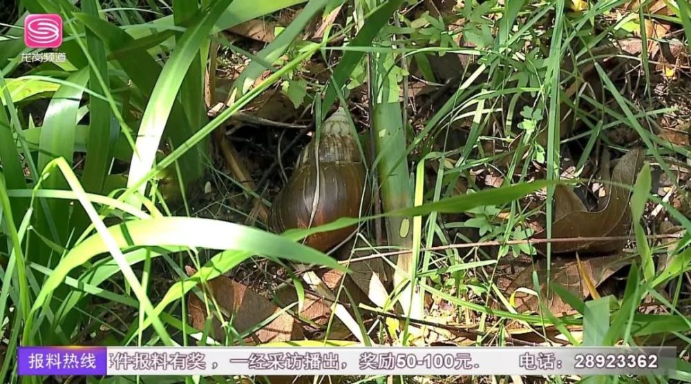 它叫褐云玛瑙螺,又叫非洲大蜗牛,是我国首批 16 种外来入侵物种之一