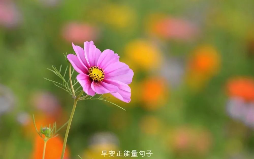 发朋友圈的精美句子 适合早上发朋友圈的话