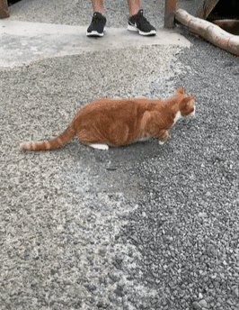 猫在池塘边匍匐前进,围观者全都以为猫要抓鱼,结局让