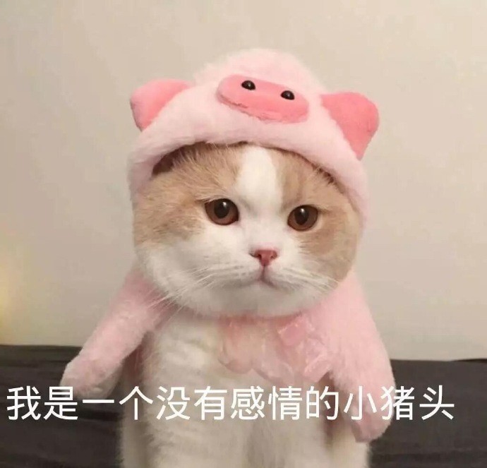 最近很头大怎么办,猫咪表情包