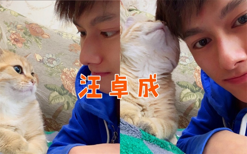 肖战的猫叫坚果,王一博的猫叫赵书宇,有谁知道汪卓成的猫叫啥?