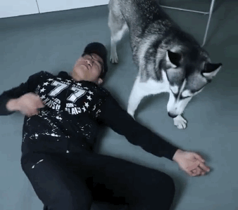 二哈在主人头上撒尿,柴犬